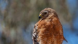 Preview wallpaper hawk, bird, wildlife, branch