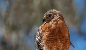 Preview wallpaper hawk, bird, wildlife, branch