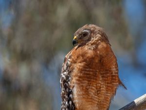 Preview wallpaper hawk, bird, wildlife, branch