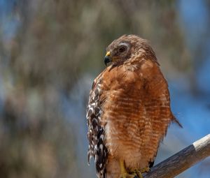 Preview wallpaper hawk, bird, wildlife, branch