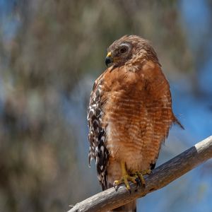 Preview wallpaper hawk, bird, wildlife, branch