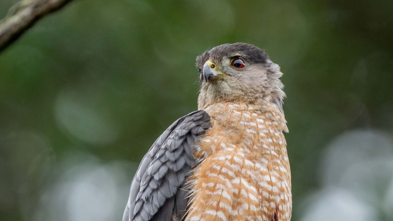 Wallpaper hawk, bird, wildlife, branch, blur