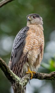 Preview wallpaper hawk, bird, wildlife, branch, blur