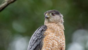 Preview wallpaper hawk, bird, wildlife, branch, blur