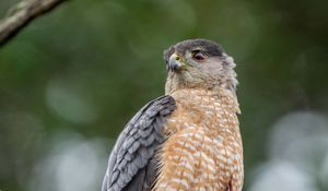 Preview wallpaper hawk, bird, wildlife, branch, blur