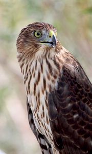 Preview wallpaper hawk, bird, wildlife, glance