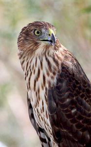 Preview wallpaper hawk, bird, wildlife, glance
