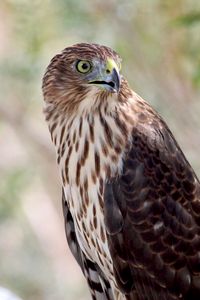 Preview wallpaper hawk, bird, wildlife, glance