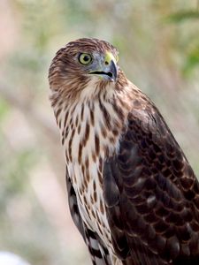 Preview wallpaper hawk, bird, wildlife, glance