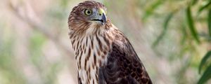 Preview wallpaper hawk, bird, wildlife, glance