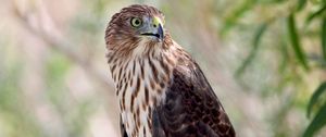 Preview wallpaper hawk, bird, wildlife, glance