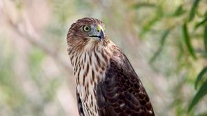 Preview wallpaper hawk, bird, wildlife, glance
