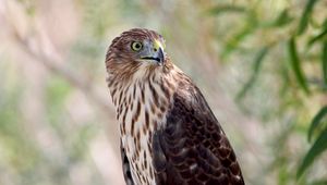 Preview wallpaper hawk, bird, wildlife, glance