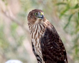 Preview wallpaper hawk, bird, wildlife, glance