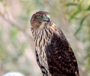 Preview wallpaper hawk, bird, wildlife, glance