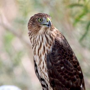 Preview wallpaper hawk, bird, wildlife, glance