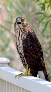 Preview wallpaper hawk, bird, wildlife