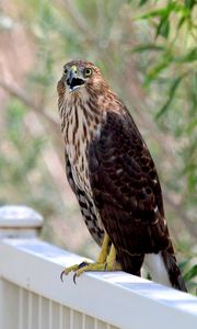 Preview wallpaper hawk, bird, wildlife