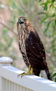 Preview wallpaper hawk, bird, wildlife