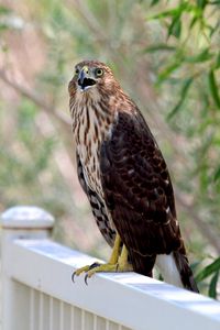 Preview wallpaper hawk, bird, wildlife
