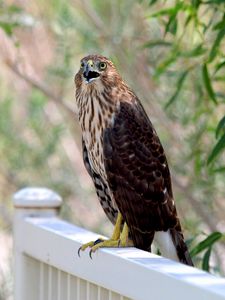 Preview wallpaper hawk, bird, wildlife