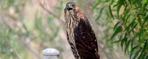 Preview wallpaper hawk, bird, wildlife