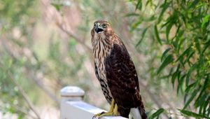 Preview wallpaper hawk, bird, wildlife