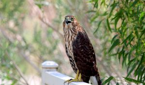 Preview wallpaper hawk, bird, wildlife