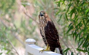 Preview wallpaper hawk, bird, wildlife