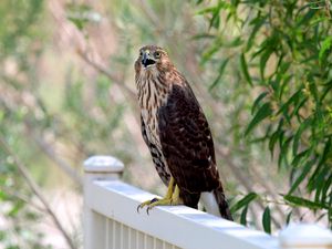 Preview wallpaper hawk, bird, wildlife