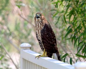 Preview wallpaper hawk, bird, wildlife