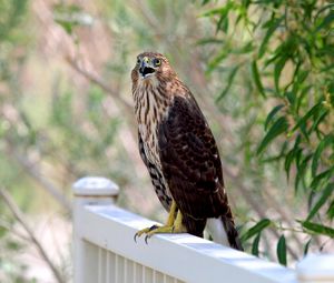 Preview wallpaper hawk, bird, wildlife