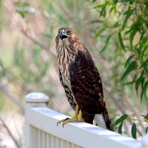 Preview wallpaper hawk, bird, wildlife