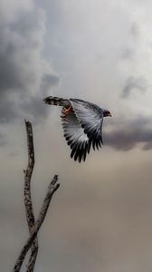 Preview wallpaper hawk, bird, wings, flight, branch, clouds