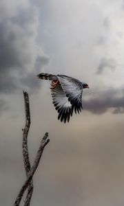 Preview wallpaper hawk, bird, wings, flight, branch, clouds