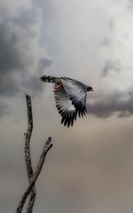 Preview wallpaper hawk, bird, wings, flight, branch, clouds
