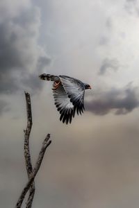 Preview wallpaper hawk, bird, wings, flight, branch, clouds