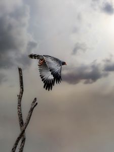 Preview wallpaper hawk, bird, wings, flight, branch, clouds