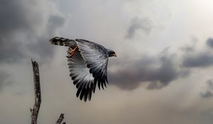 Preview wallpaper hawk, bird, wings, flight, branch, clouds