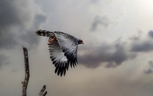 Preview wallpaper hawk, bird, wings, flight, branch, clouds