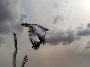 Preview wallpaper hawk, bird, wings, flight, branch, clouds