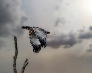 Preview wallpaper hawk, bird, wings, flight, branch, clouds