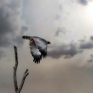 Preview wallpaper hawk, bird, wings, flight, branch, clouds