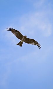 Preview wallpaper hawk, bird, wings, flight