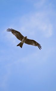 Preview wallpaper hawk, bird, wings, flight