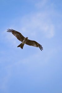 Preview wallpaper hawk, bird, wings, flight