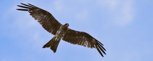 Preview wallpaper hawk, bird, wings, flight