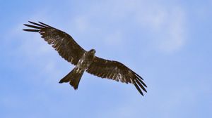 Preview wallpaper hawk, bird, wings, flight