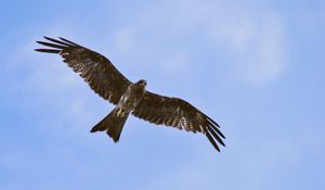 Preview wallpaper hawk, bird, wings, flight