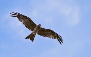 Preview wallpaper hawk, bird, wings, flight